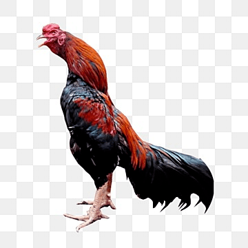 Sabung Ayam Event Imlek dengan Promo Cashback Harian